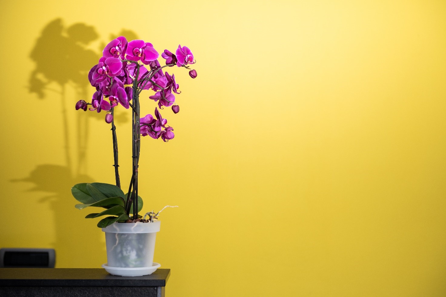 Orchidées Phalaenopsis entretien et conseils pour débutants — free download